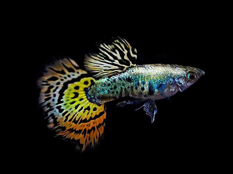 Guppy Mosaïque (Poecilia Reticulata)