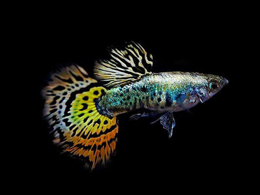 Guppy Mosaïque (Poecilia Reticulata)