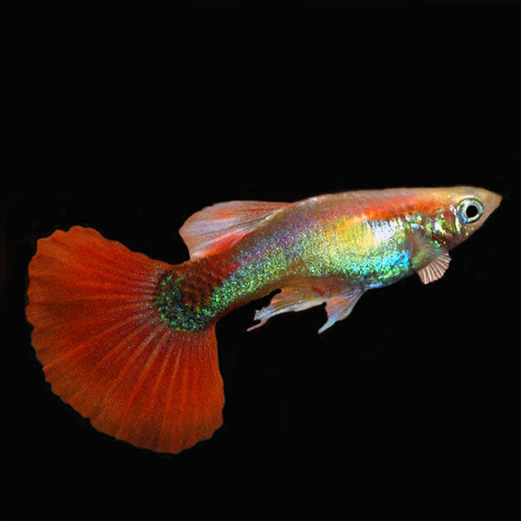 Guppy Rouge Chili (Poecillia Reticulata)