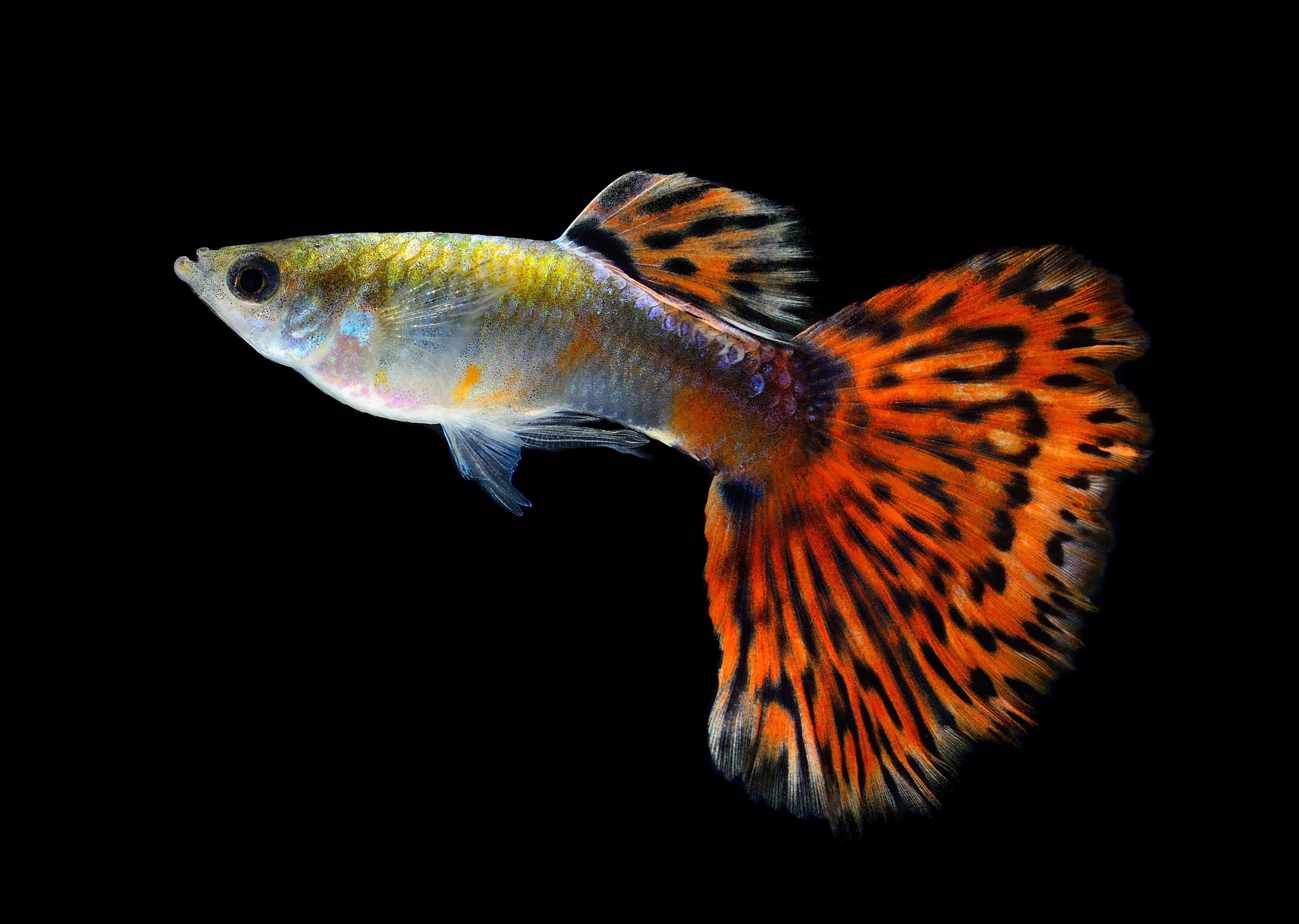 Guppy Tigré Rouge (Poecilia Reticulata) – Poseidon