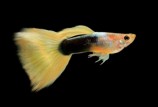 Guppy Toxedo Doré (Poecillia Reticulata)