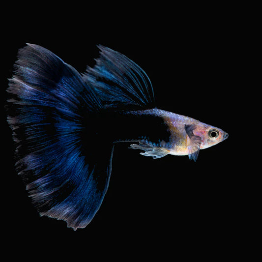 Guppy à Moitié Noir (Poecillia Reticulata)
