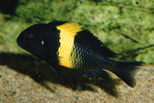 Ikola (Tropheus Ikola)