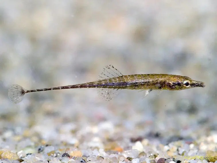 Paradox Pipefish (Indostomus paradoxus)