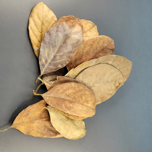 Feuille de Jacquier - 0.5 oz