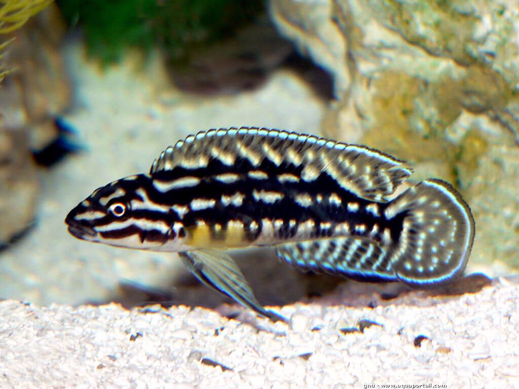Julido Marlieri (Julidochromis Marlieri)
