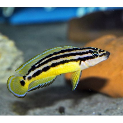 Julido Ornatus (Julidochromis Ornatus)