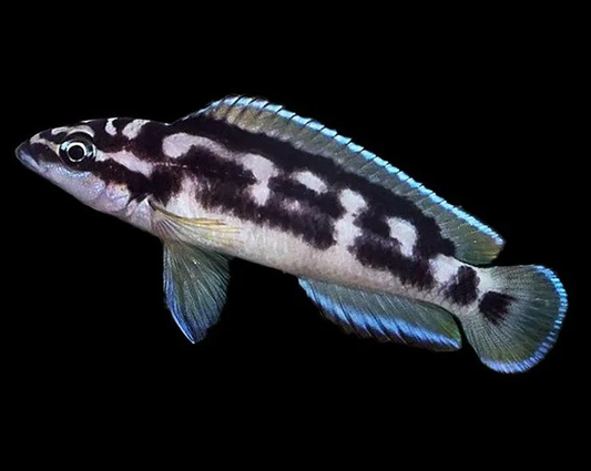 Julido Transcriptus (Julidochromis Transcriptus)