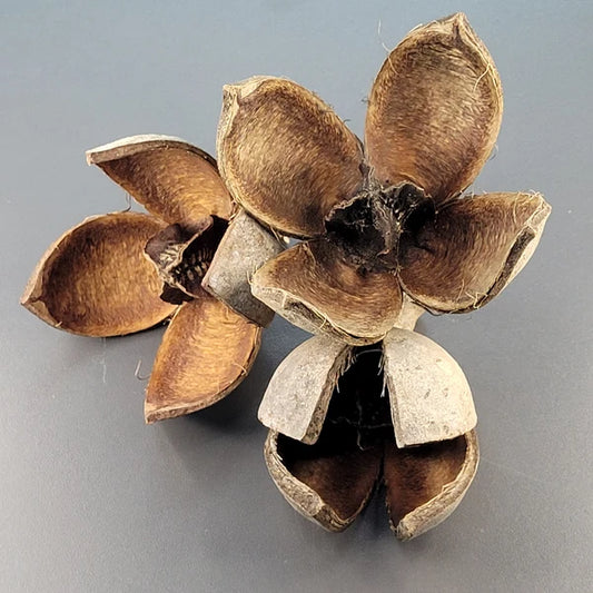 Pods de Khaya (3x)