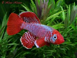 Killi Eggersi Rouge (Nothobranchius Eggersi)