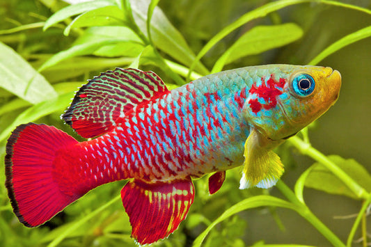 Killi Guentheri (Nothobranchius)
