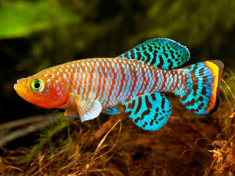 Killi Rachovii (Nothobranchius Rachovii)