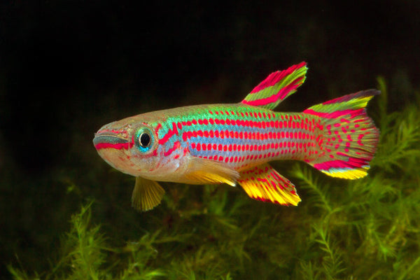 Killi Striatum (Aphyosemion Striatum)