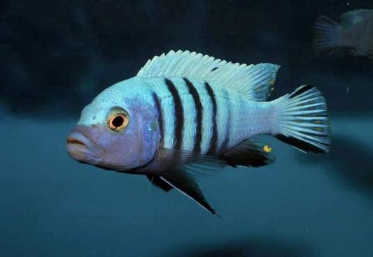 Kingsizei (Maylandia Pulpican)
