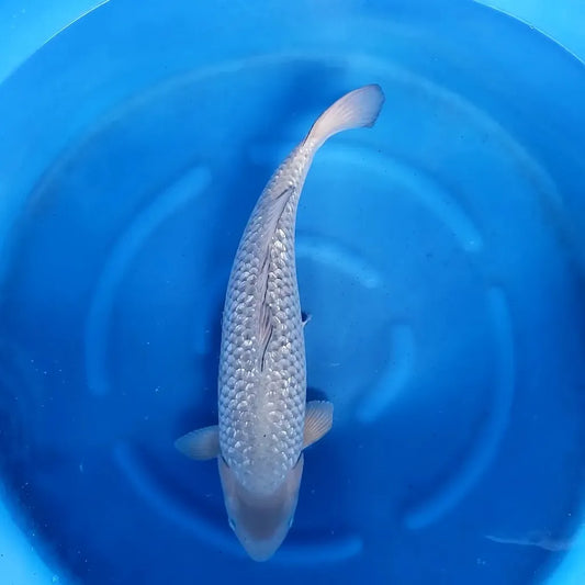 Koï Blanc (Cyprinus Carpio)
