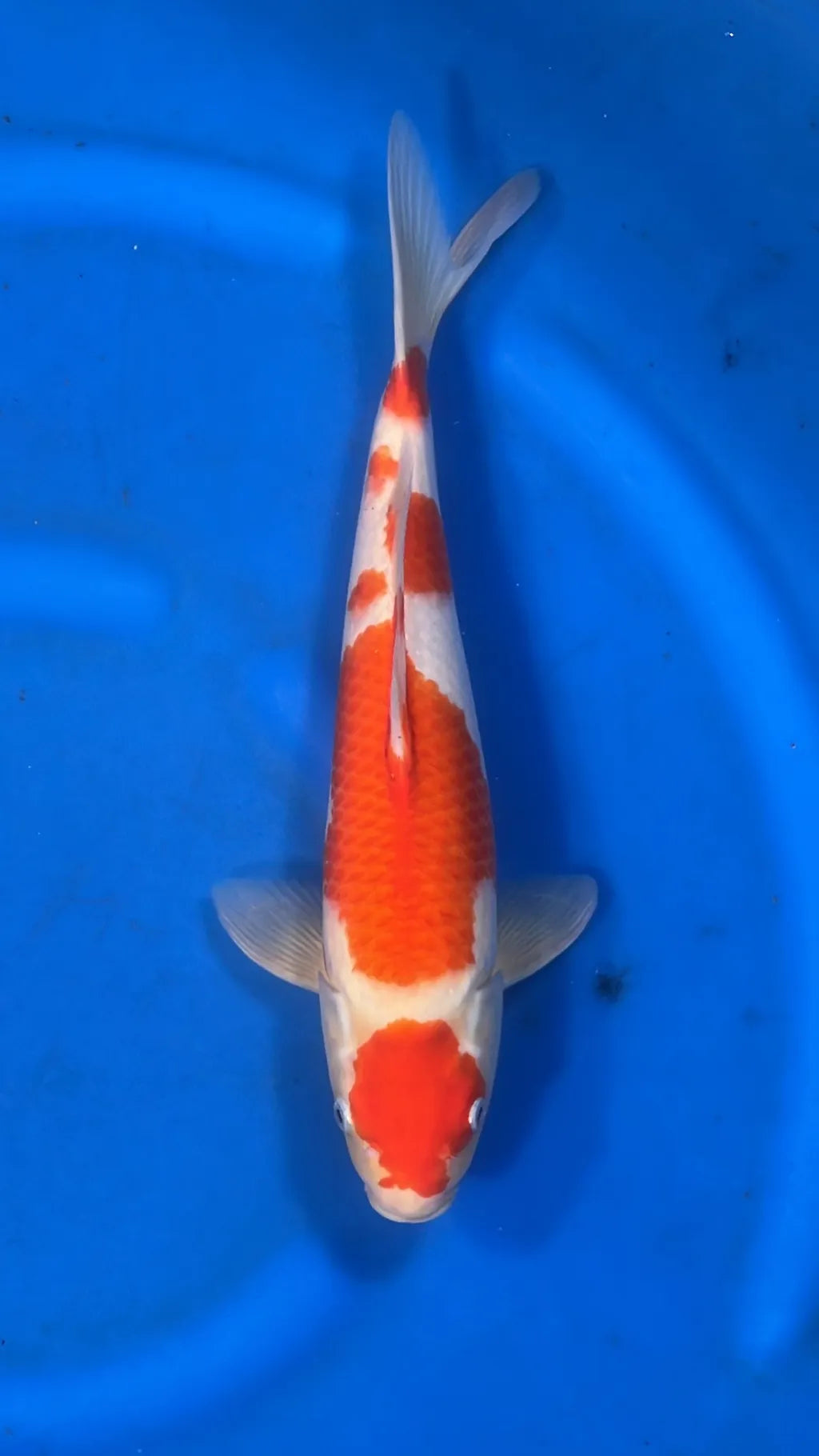 Koï Blanc/Orange (Cyprinus Carpio)