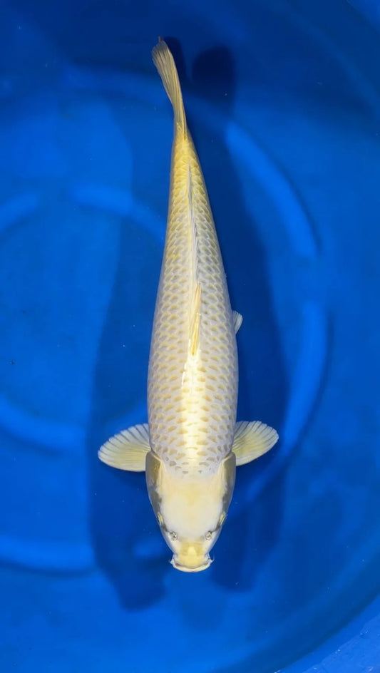 Koï Jaune (Cyprinus Carpio)