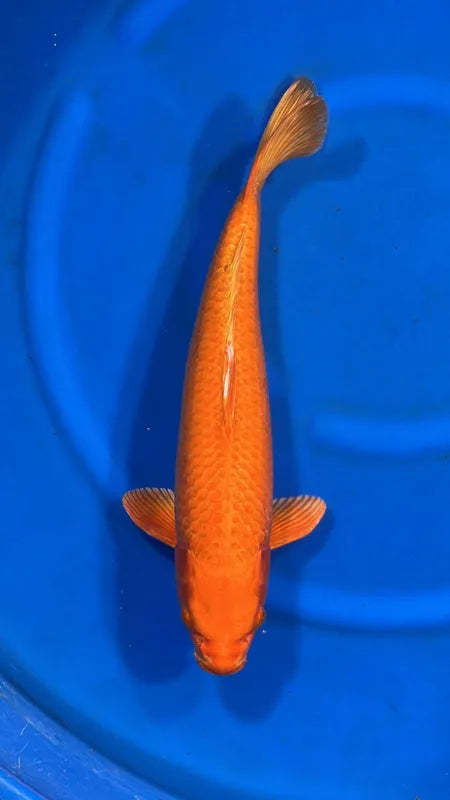 Koï Orange (Cyprinus Carpio)