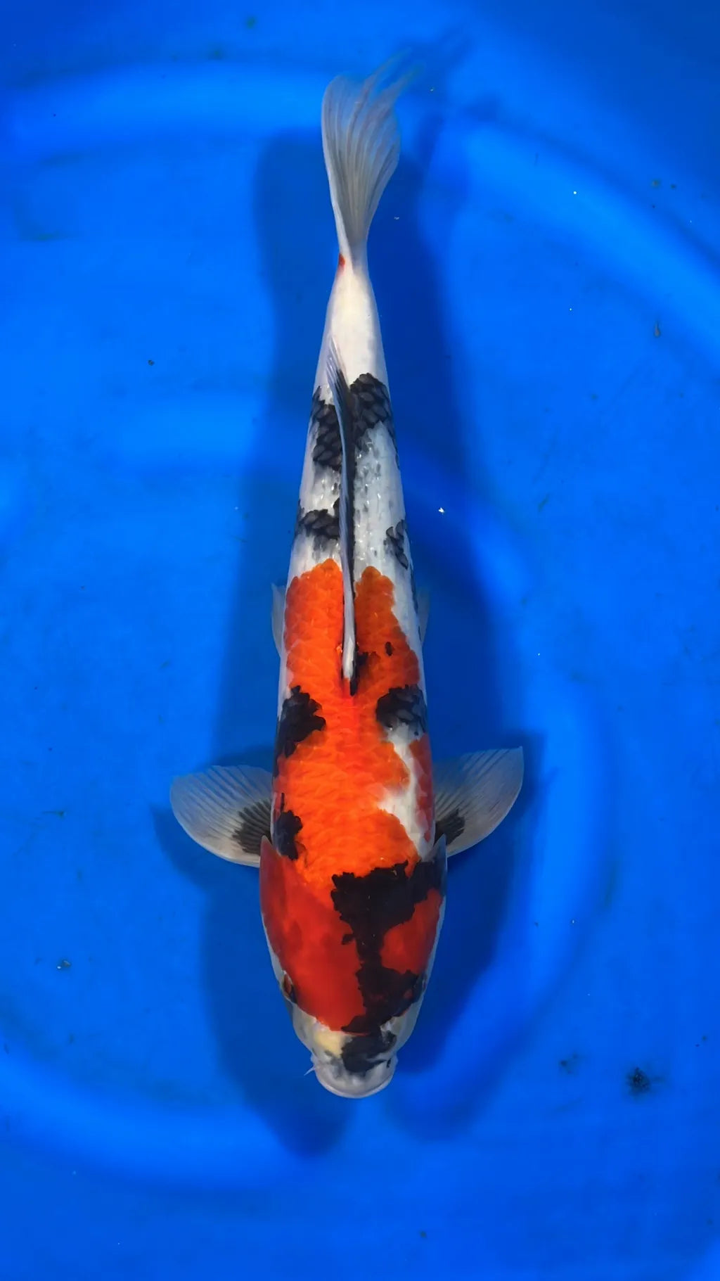 Koï Trois Couleurs (Cyprinus Carpio)