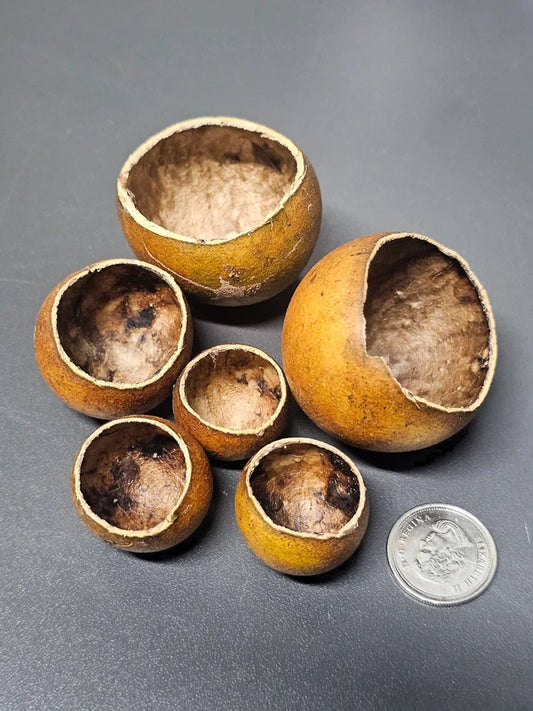 Pods de Kuchipal (6x)