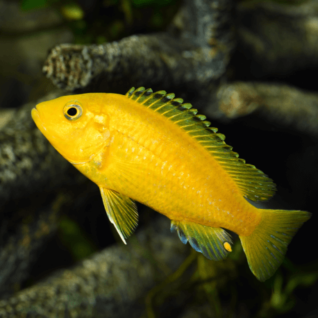 Labido Jaune (Labidochromis Caeruleus)