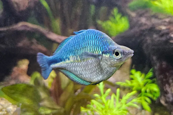 Melanotaenia lacustris