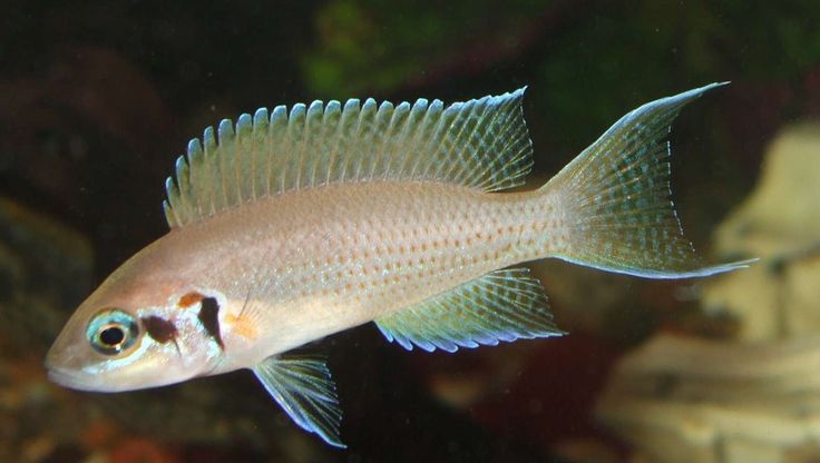 Lamprologue Brichardi (Neolamprologus Brichardi)