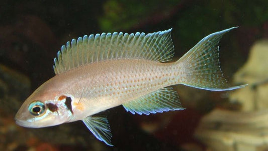 Lamprologue Brichardi (Neolamprologus Brichardi)