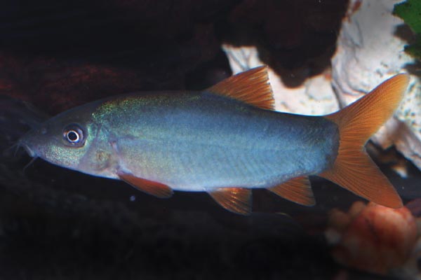 Loche Bleu (Yasuhikotakia Modesta)