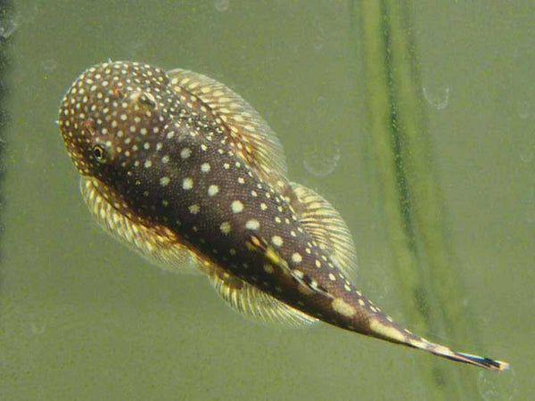 Loche De Bornéo (Gastromyzon Ctenocephalus)