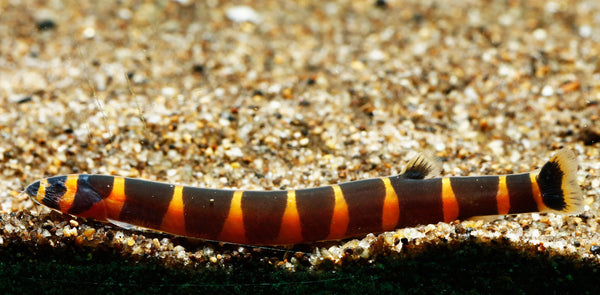 Loche Kuhli (Pangio Kuhlii)