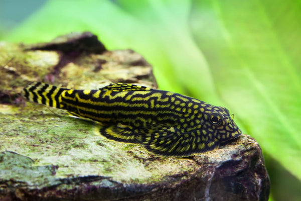 Loche Léopard (Sewellia Lineolata)