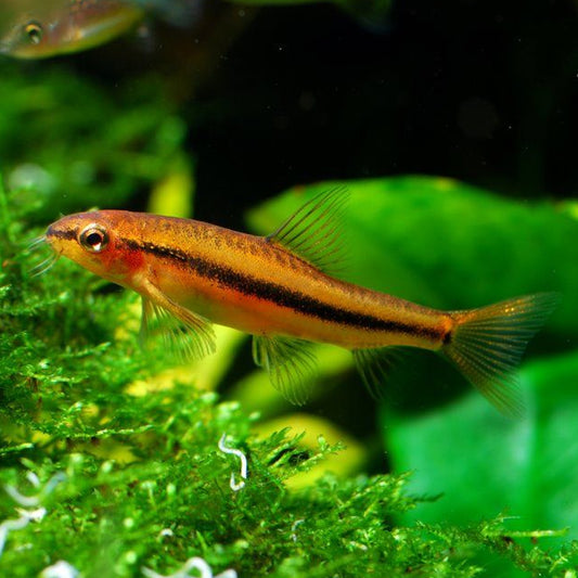 Loche Rosée (Tuberoschistura Arakanensis)