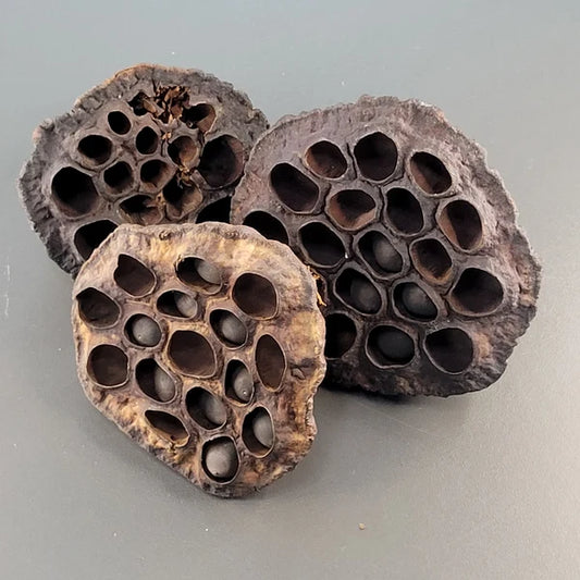 Pods de lotus (3x)