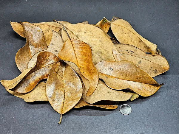 Feuilles de Magnolia - 1 oz