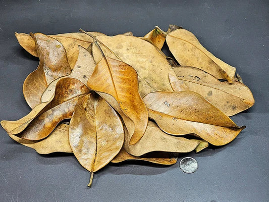 Feuilles de Magnolia - 1 oz