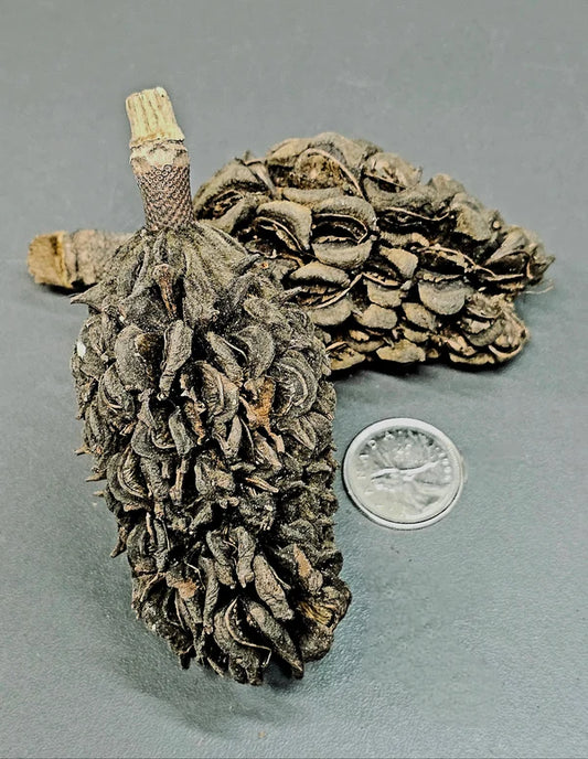 Pods de Magnolia (2x)