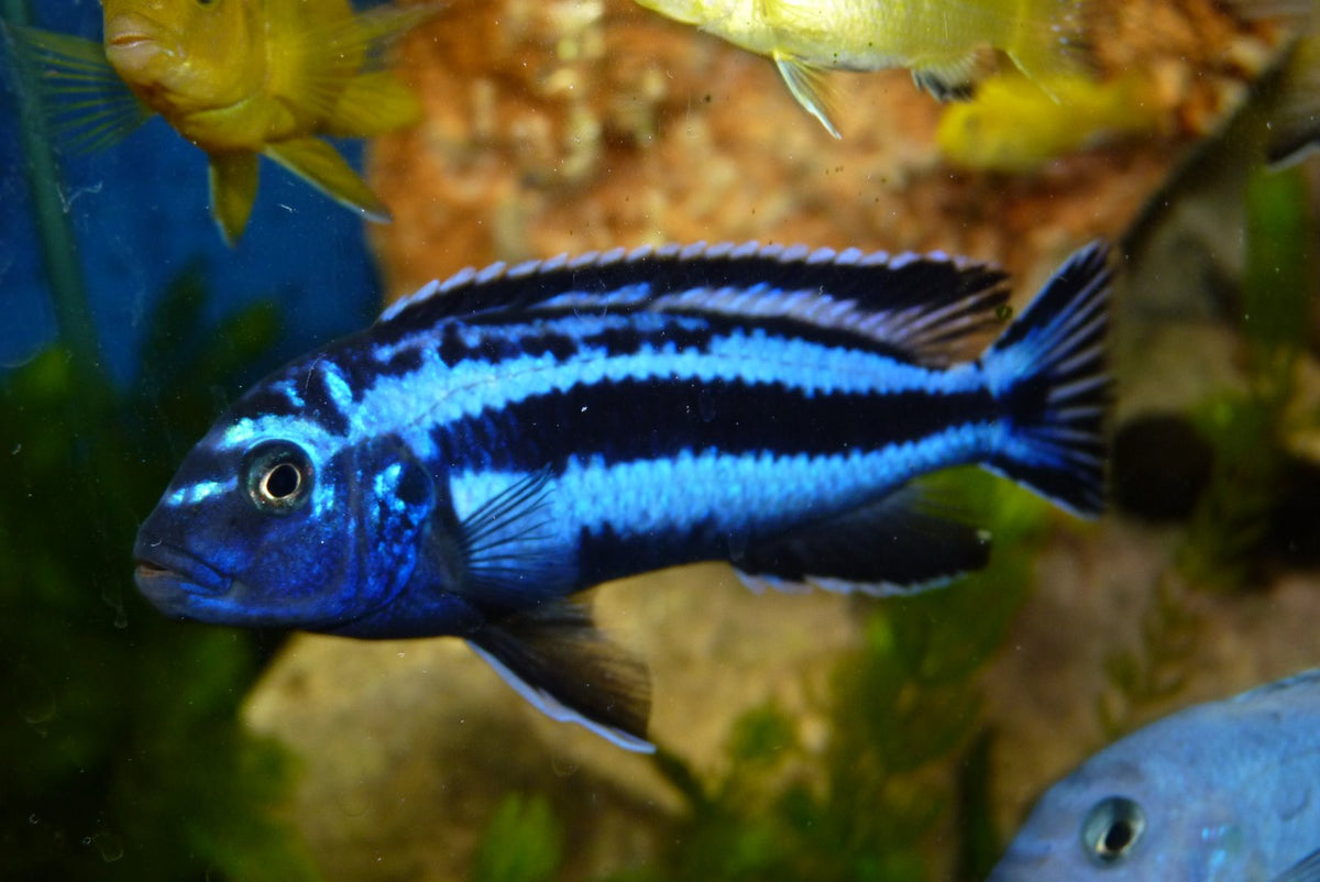 Maingano (Pseudotropheus Cyaneorhabdos)