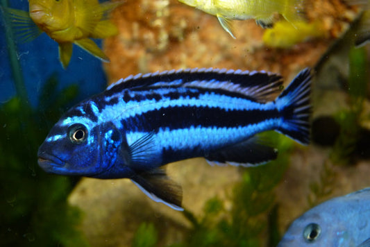 Maingano (Pseudotropheus Cyaneorhabdos)