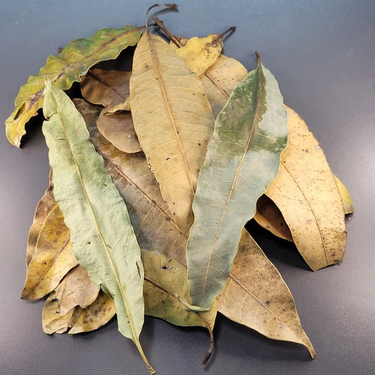 Feuille de Manguier - 0.5 oz