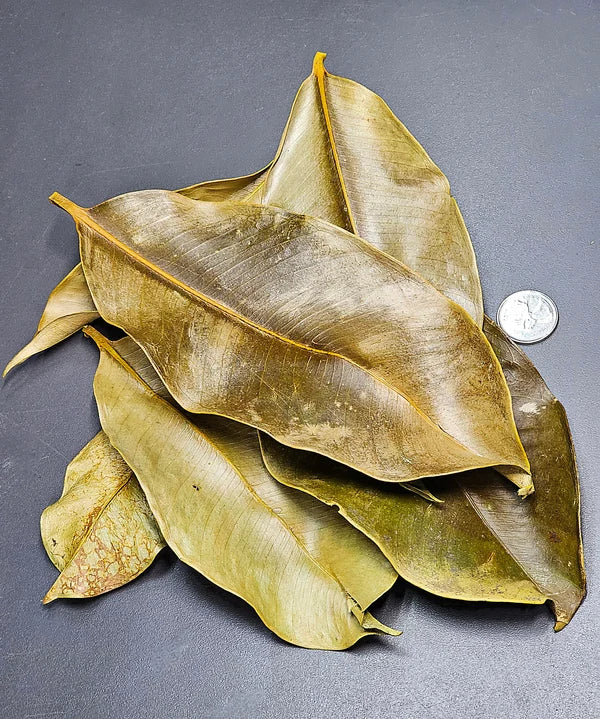 Feuilles de Mangoustan - 0.5 oz