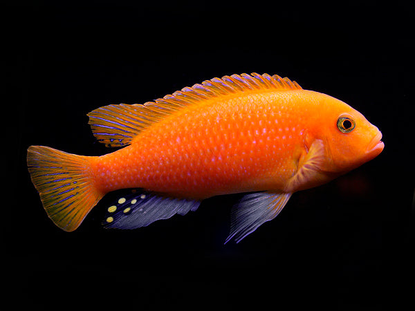 Maylandia Estherae (Zebra Rouge)