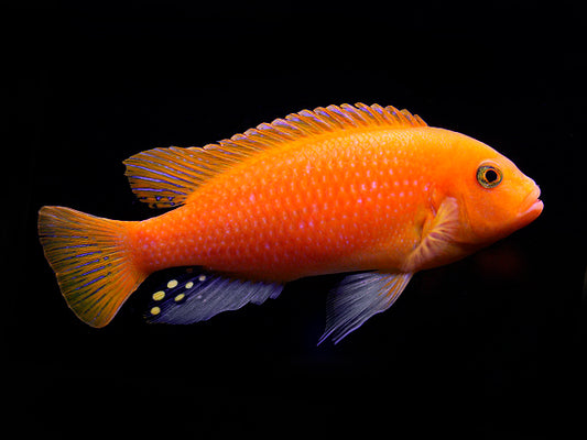 Maylandia Estherae (Zebra Rouge)