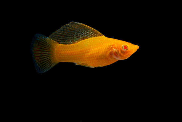 Molly Jaune (Poecilia Latipinna)