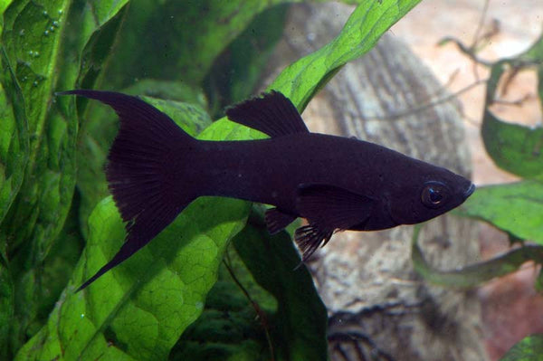 Molly Noir (Poecilia Sphenops)