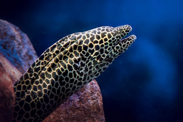 Anguille Moray (Muraenidae)