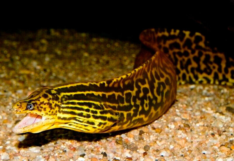 Murène D'Eau Douce (Gymnothorax Polyuranodon)