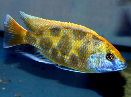 Nimbochromis Venustus