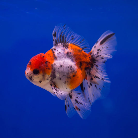 Oranda Calico (Carassius Auratus)