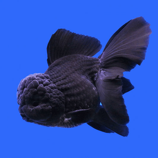 Oranda Géant Noir (Carassius Auratus)